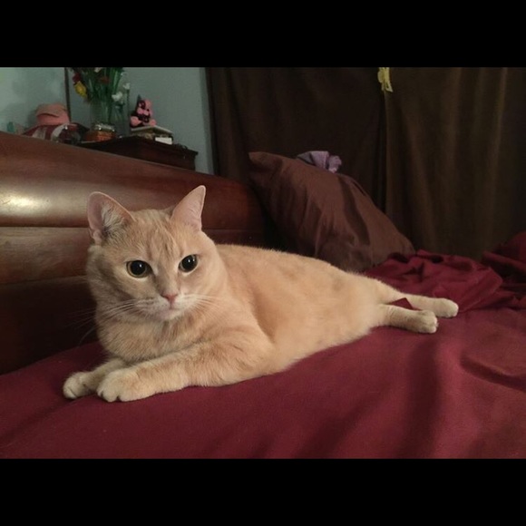 Custom pet portrait - Picture 2 of 6